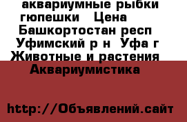 аквариумные рыбки гюпешки › Цена ­ 20 - Башкортостан респ., Уфимский р-н, Уфа г. Животные и растения » Аквариумистика   